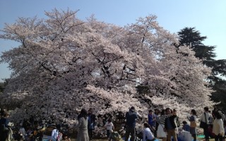 tokyo-sakura-cerisiers-volants
